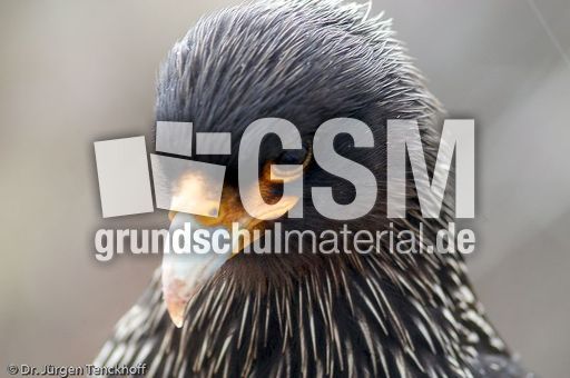 Geierfalke (6 von 11).jpg